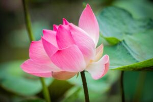 lotus, beautiful flowers, pink flower, blooming, flower, blossom, nature, bloom, flower, flower, flower, flower wallpaper, flower, flower background, flower